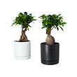 FICUS