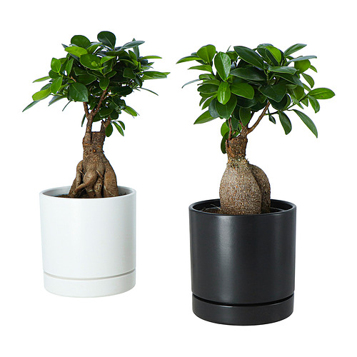 FICUS, комнтн раст в горшке