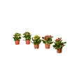 KALANCHOE