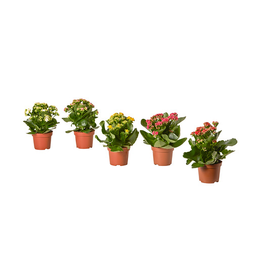 KALANCHOE vazoninis augalas