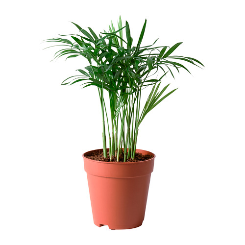 CHAMAEDOREA ELEGANS potted plant