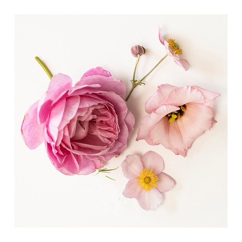 LOTSFÅGEL, scented tealight