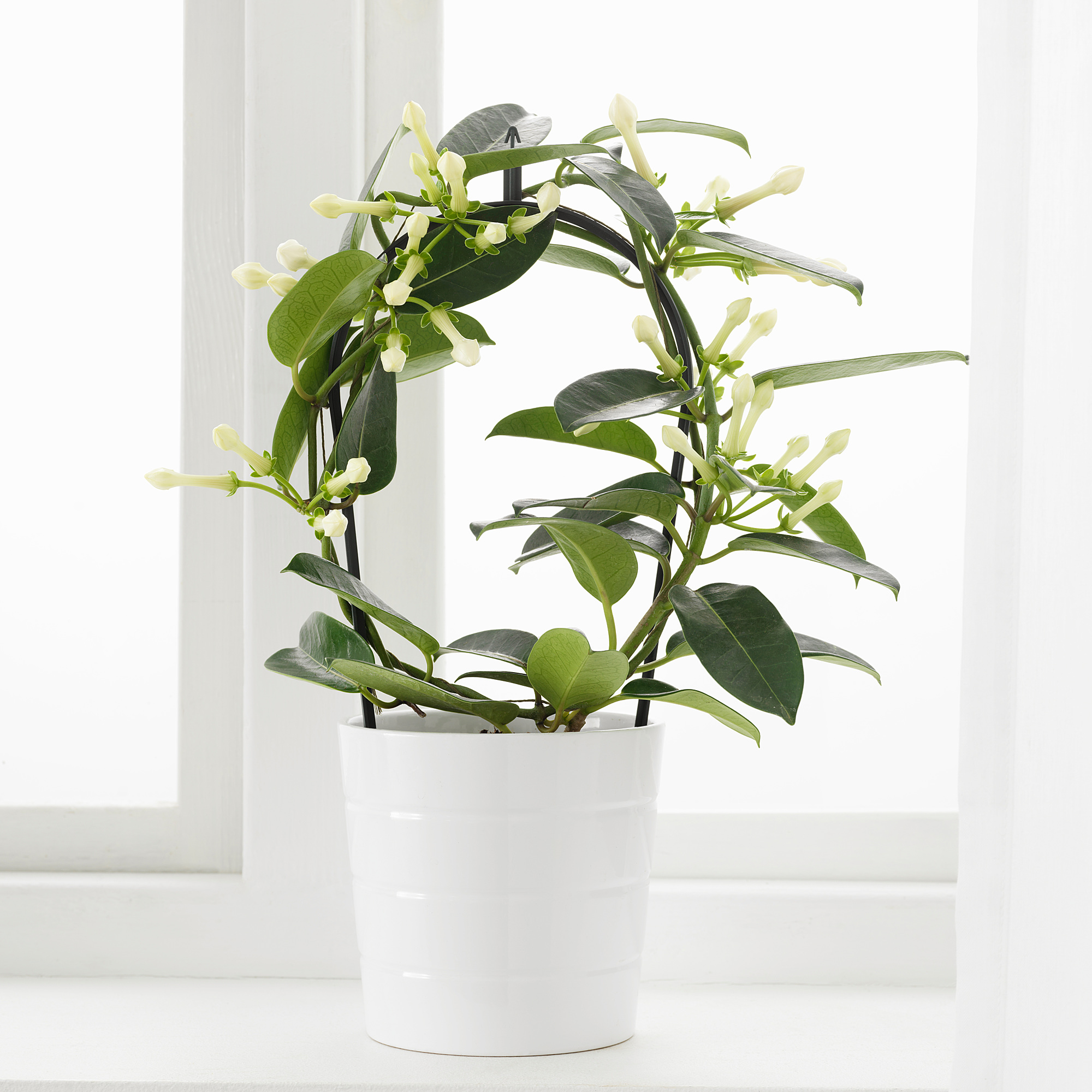 STEPHANOTIS растение в горшке мадагаскарский жасмин 12 см | IKEA Eesti