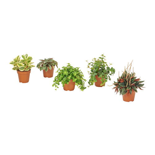 PEPEROMIA растение в горшке