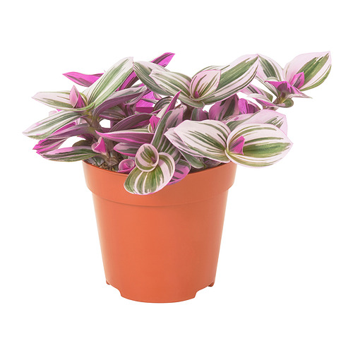 TRADESCANTIA vazoninis augalas