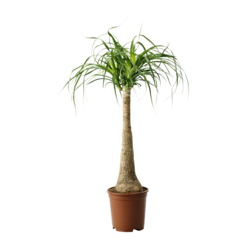 BEAUCARNEA RECURVATA растение в горшке