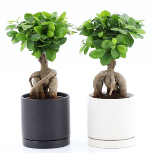 FICUS, potted plant with pot