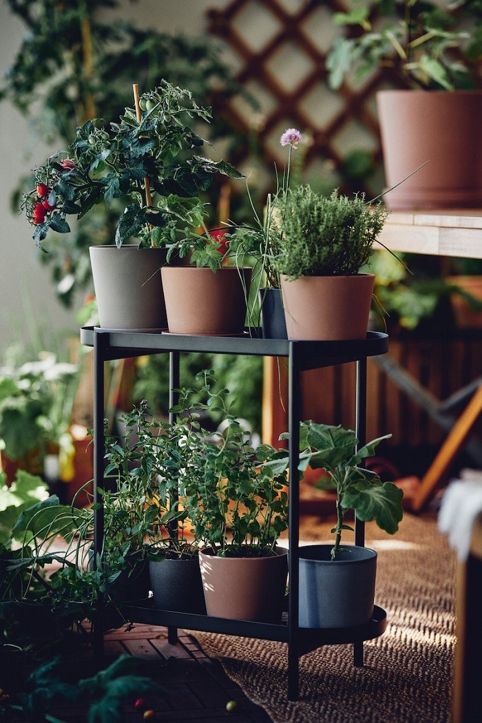 Growing plants inside and outdoors image 1