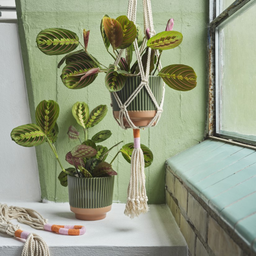 Dekoratiivesemed image 1