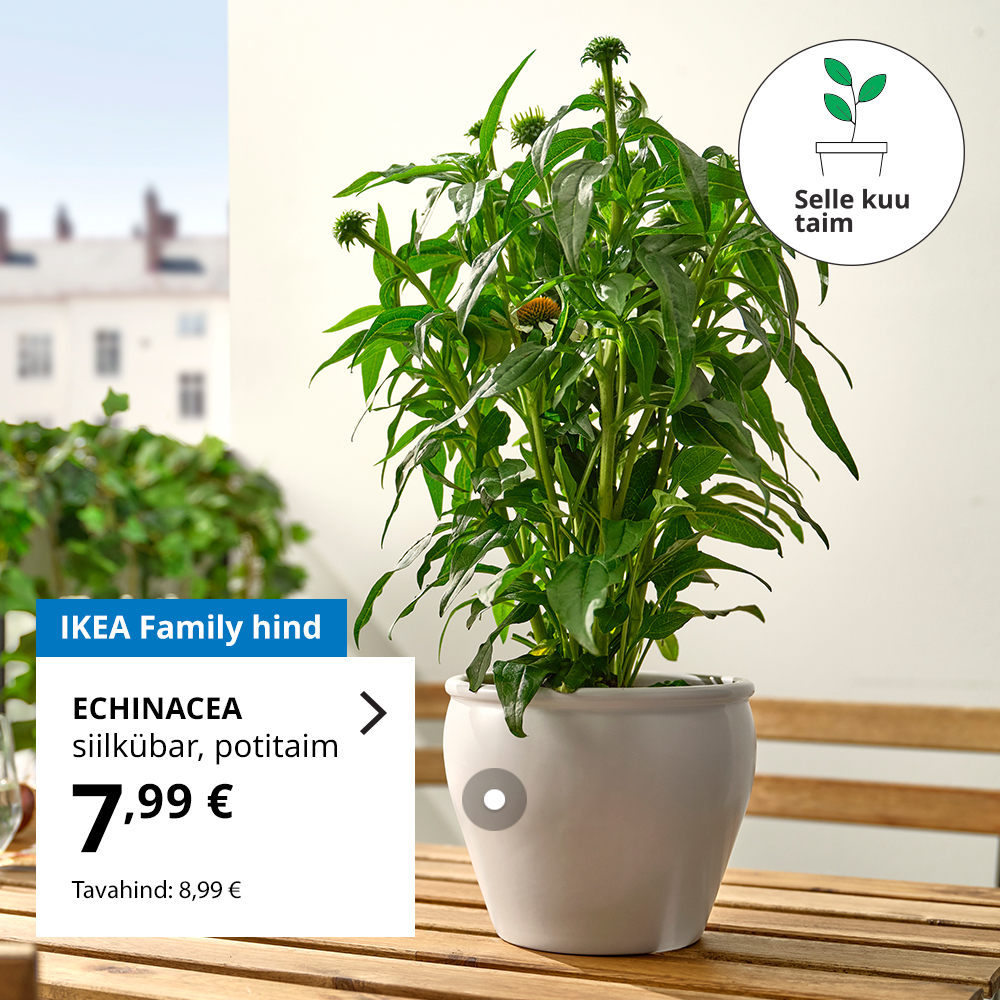 ECHINACEA siilkübar potitaim valges potis puidust rõdulaual. Taustal paistavad linnamajad ja rohelus. Märgis 'Selle kuu taim'. IKEA Family hind on 7,99 €, tavahind 8,99 €.