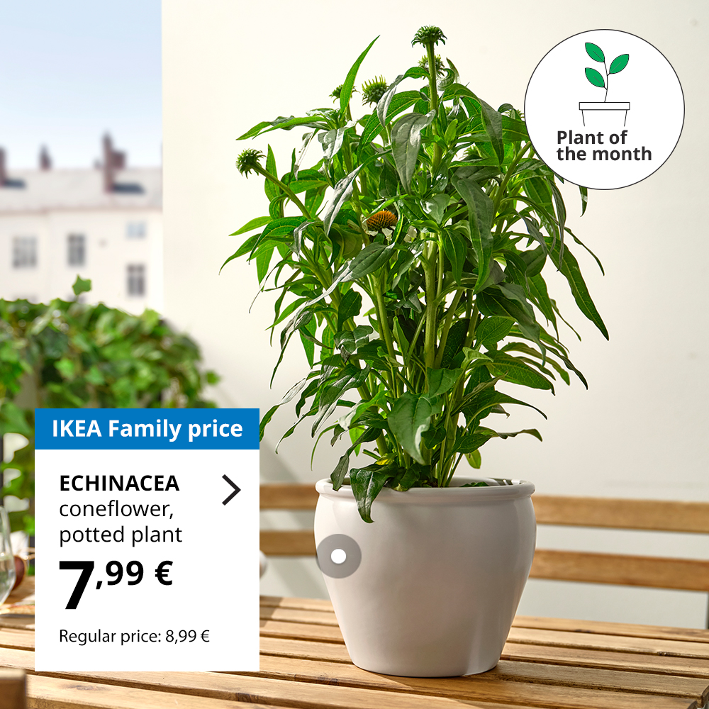 ECHINACEA coneflower potted plant on a wooden outdoor table, placed in a white pot. In the background, urban buildings and greenery are visible. A label shows it as 'Plant of the month'. IKEA Family price is €7.99, regular price €8.99.